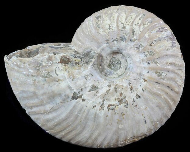 Silver Iridescent Ammonite - Madagascar #51506